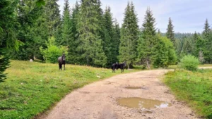 Maratonska MTB ruta kroz Ulobiće i Trdimiće - brdski biciklizam Istočno Sarajevo