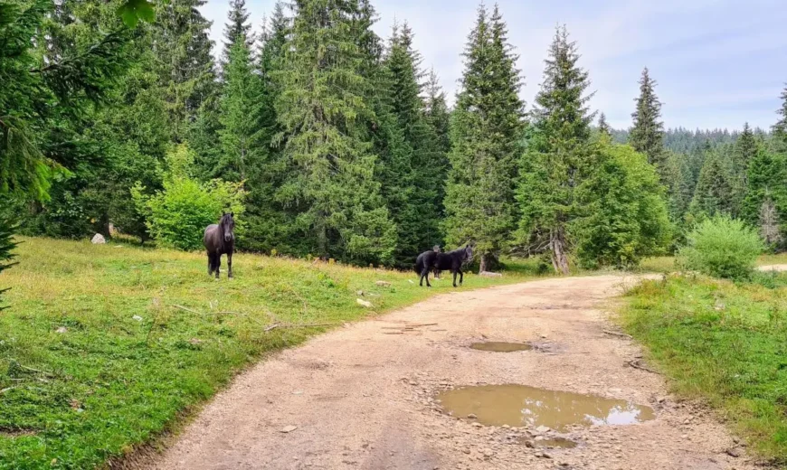 Maratonska MTB ruta kroz Ulobiće i Trdimiće - brdski biciklizam Istočno Sarajevo