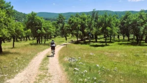 MTB maraton Borike 2026: Sportski izazov i priroda